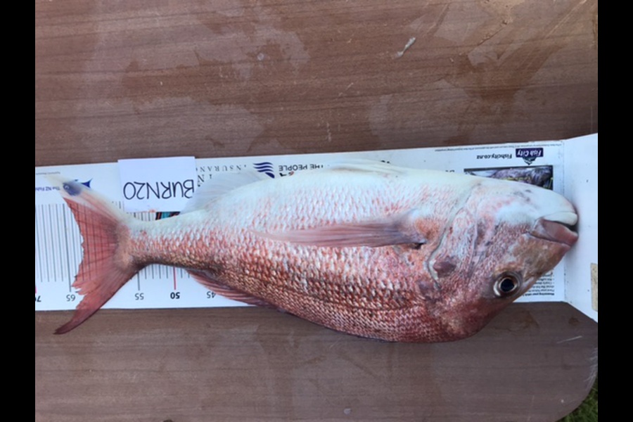 Paula Clarke caught this 62.5cm Snapper at Motuora during The Export NZ Fishing Competition