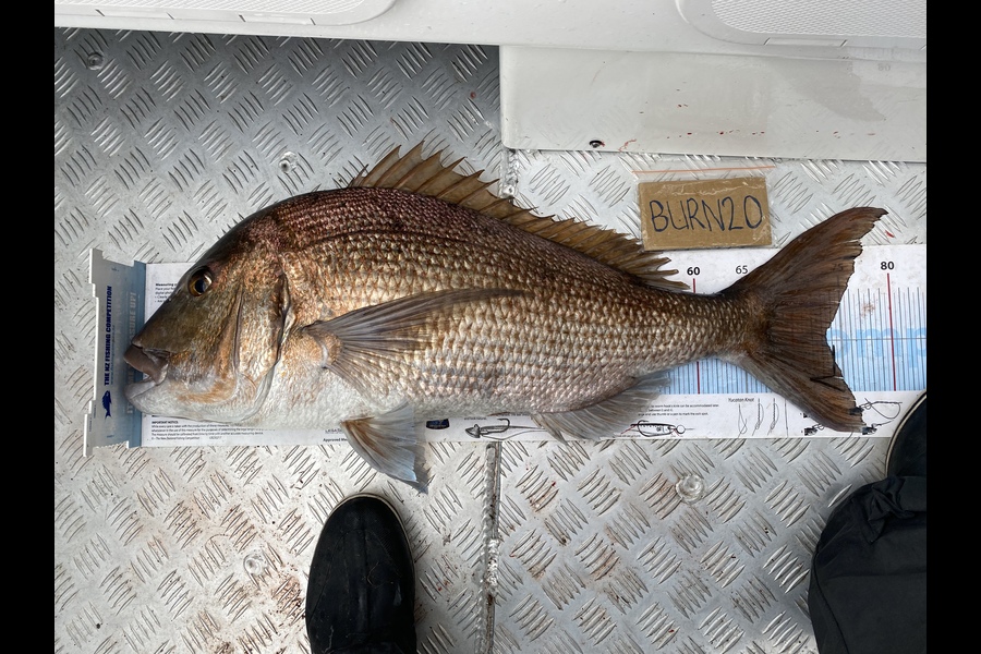 Manuel Greenland caught this 73.0cm Snapper at HRG during The Export NZ Fishing Competition