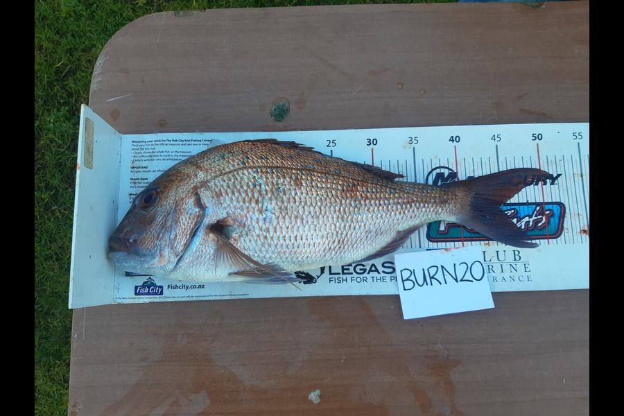 Stef Bayes caught this 44.5cm Snapper at Stanmore bay during The Export NZ Fishing Competition