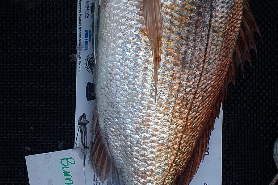 Isreal  Fussell caught this 60cm Snapper at HAURAKI GULF during The Export NZ Fishing Competition