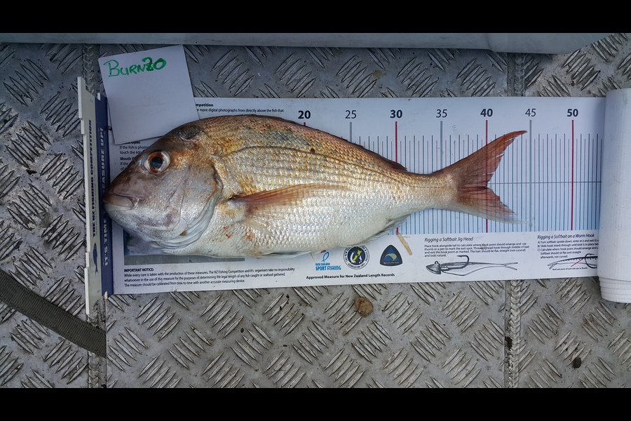 Alec  Saunders caught this 40cm Snapper at Shag Rock during The Export NZ Fishing Competition