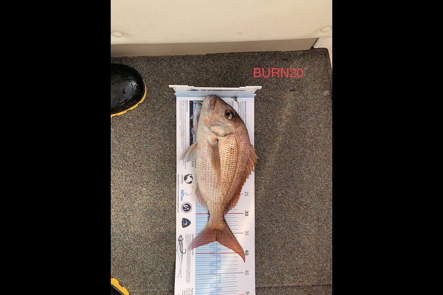 Graeme Slogrove caught this 36.5cm Snapper at Hauraki Gulf during The Export NZ Fishing Competition