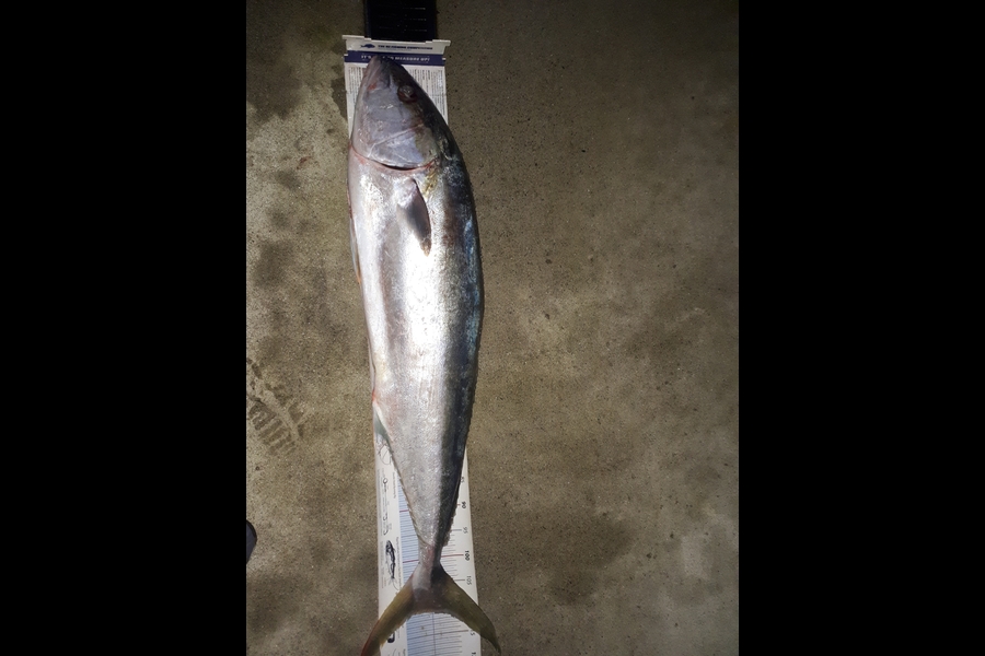 Michael  Fleming  caught this 110.5cm Kingfish at 15.4kilo point  during The Export NZ Fishing Competition