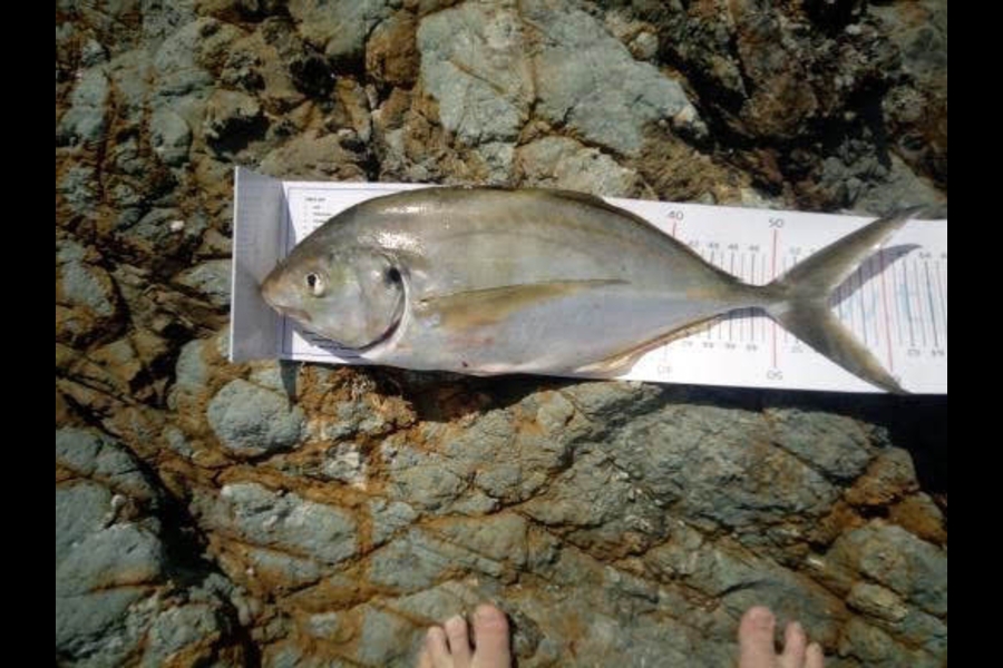Jayden Boughey caught this 53.0cm Trevally at Tokerau beach during The Export NZ Fishing Competition