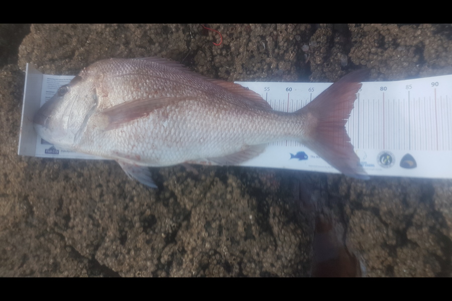 Andrew Wilson caught this 72.0cm Snapper at hauraki gulf during The Export NZ Fishing Competition