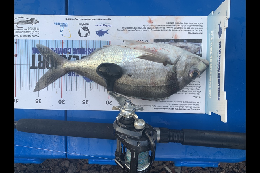 Paul Canning caught this 32.0cm Tarakihi at Whanganui  during The Export NZ Fishing Competition