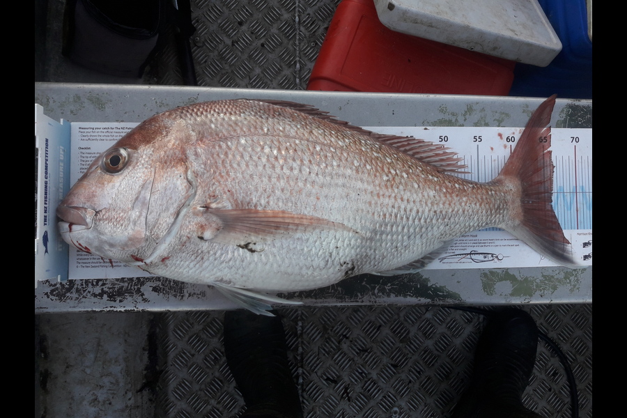 Raymond Marychurch caught this 66.0cm Snapper at Kaipara during The Export NZ Fishing Competition