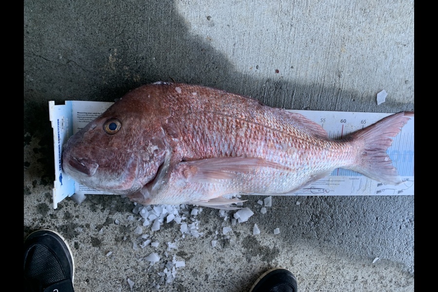 Ash Dann caught this 71.5cm Snapper at Doubtless Bay during The Export NZ Fishing Competition