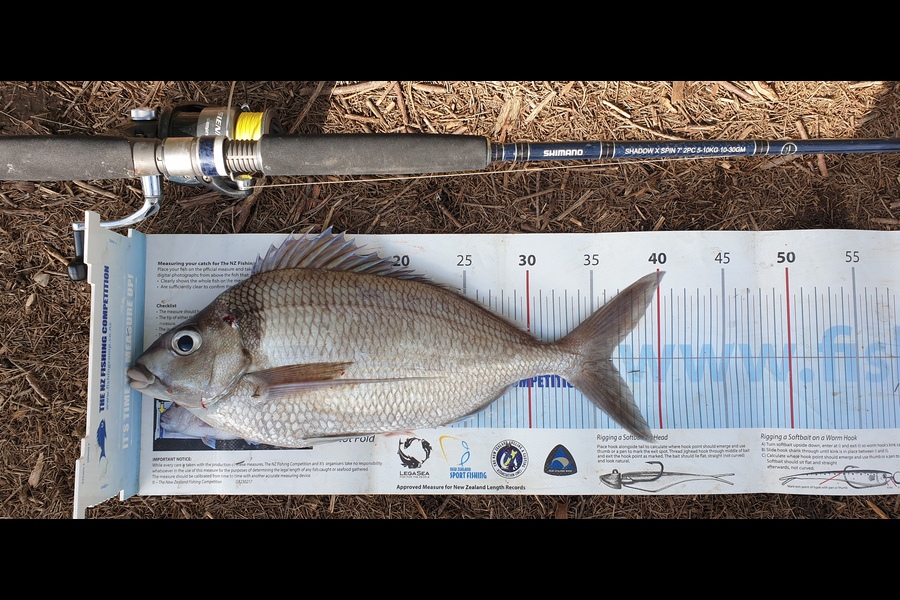 Diane Hart caught this 36cm Tarakihi at Bowentown  during The Export NZ Fishing Competition