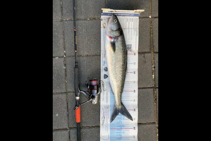 Mark Piskulic caught this 51.0cm Kahawai at Far North during The Export NZ Fishing Competition