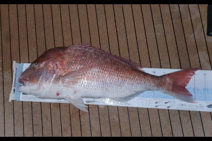 Jesse Crasborn caught this 85cm Snapper at Tasman Bay during The Export NZ Fishing Competition