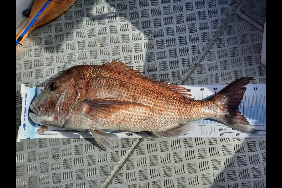 Shaun Ata caught this 78.0cm Snapper at Bay of islands during The Export NZ Fishing Competition