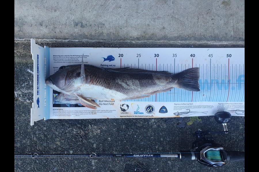 Logan Woods caught this 41.5cm Blue Cod at Mana during The Export NZ Fishing Competition