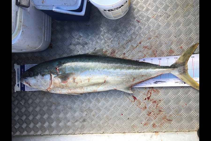 Scott Marriott caught this 117cm Kingfish at Mana during The Export NZ Fishing Competition