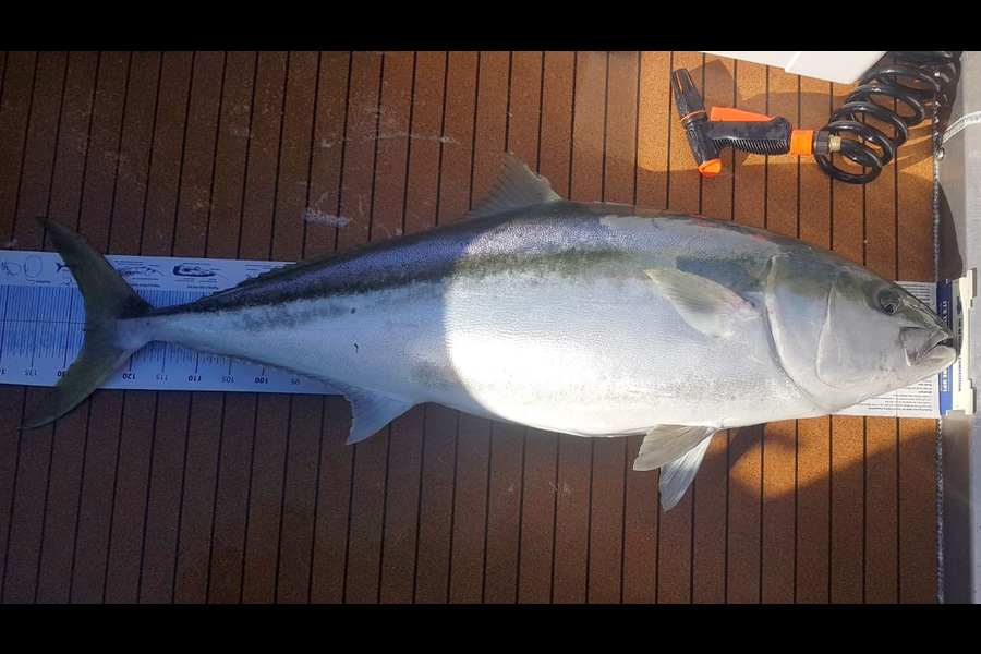 Jesse Crasborn caught this 128.0cm Kingfish at Tasman bay during The Export NZ Fishing Competition