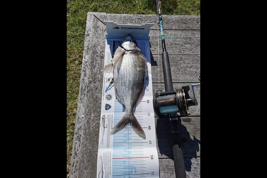 Kathleen  Wright  caught this 39.0cm Tarakihi at Waimarama  during The Export NZ Fishing Competition