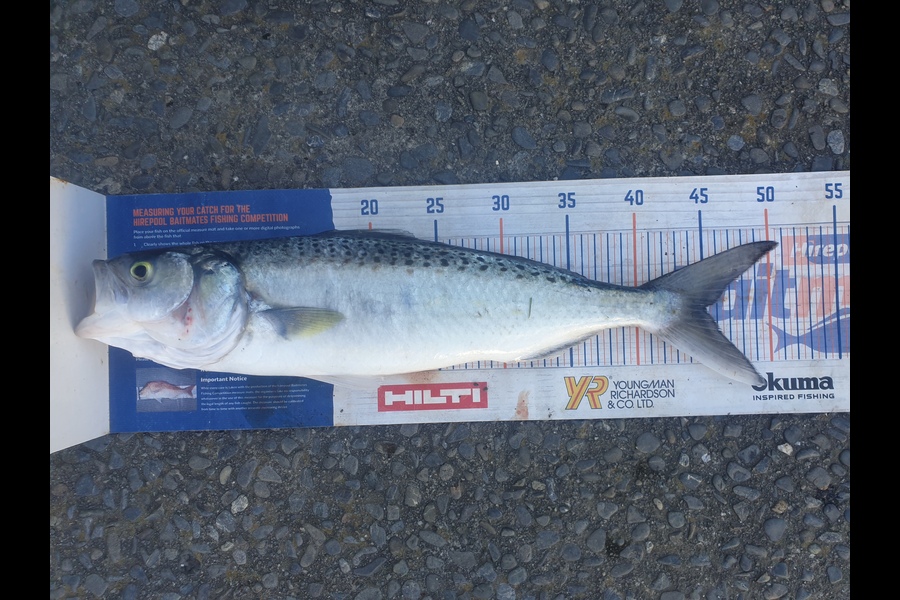 Tim  McKenzie caught this 45.0cm Kahawai at Napier  during The Export NZ Fishing Competition