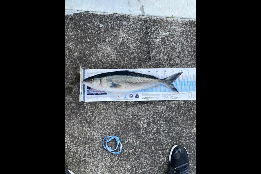 Pradeep Magan-Morar caught this 54cm Kahawai at Firth of thames during The Export NZ Fishing Competition