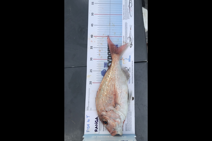 Cathy McKeown  caught this 35cm Snapper at Firth of Thames during The Export NZ Fishing Competition