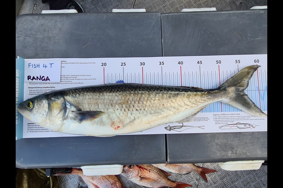 Ann-Marie Wickman caught this 56.0cm Kahawai at Firth of Thames  during The Export NZ Fishing Competition