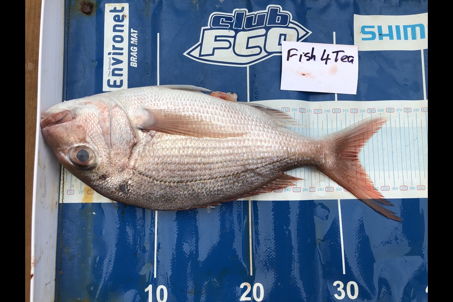 Michelle Keene caught this 32cm Snapper at Kawau during The Export NZ Fishing Competition