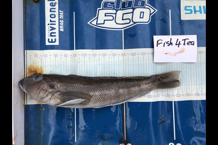 Michelle Keene caught this 31cm Blue Cod at Kawau during The Export NZ Fishing Competition