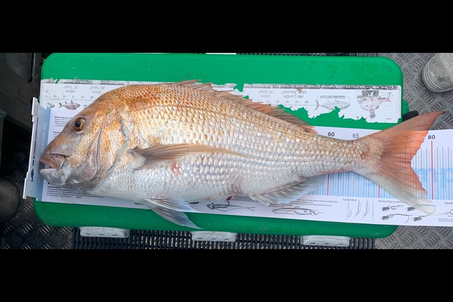 John Ra caught this 76.0cm Snapper at Mussel Farms, Coromandel during The Export NZ Fishing Competition