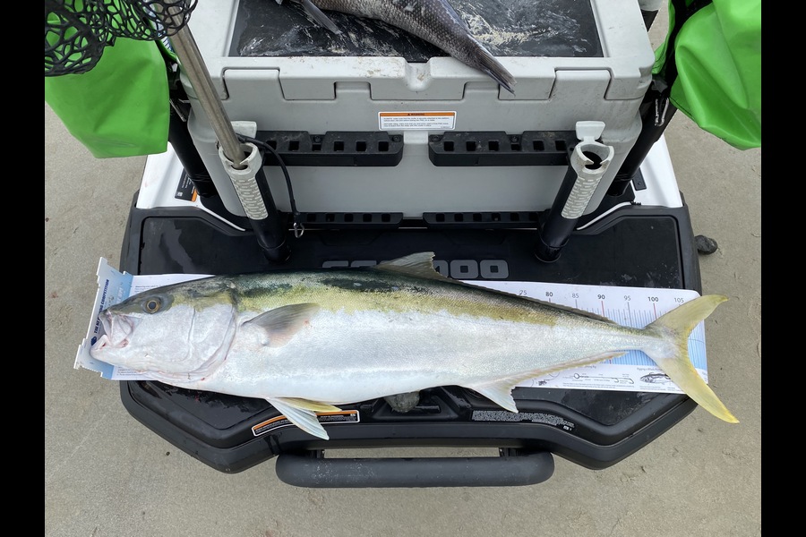 Andrew Hill caught this 105.0cm Kingfish at Far North during The Export NZ Fishing Competition
