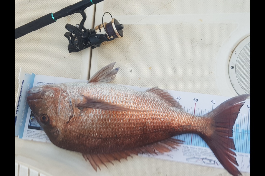 Nigel Kershaw  caught this 61cm Snapper at Bream bay  during The Export NZ Fishing Competition
