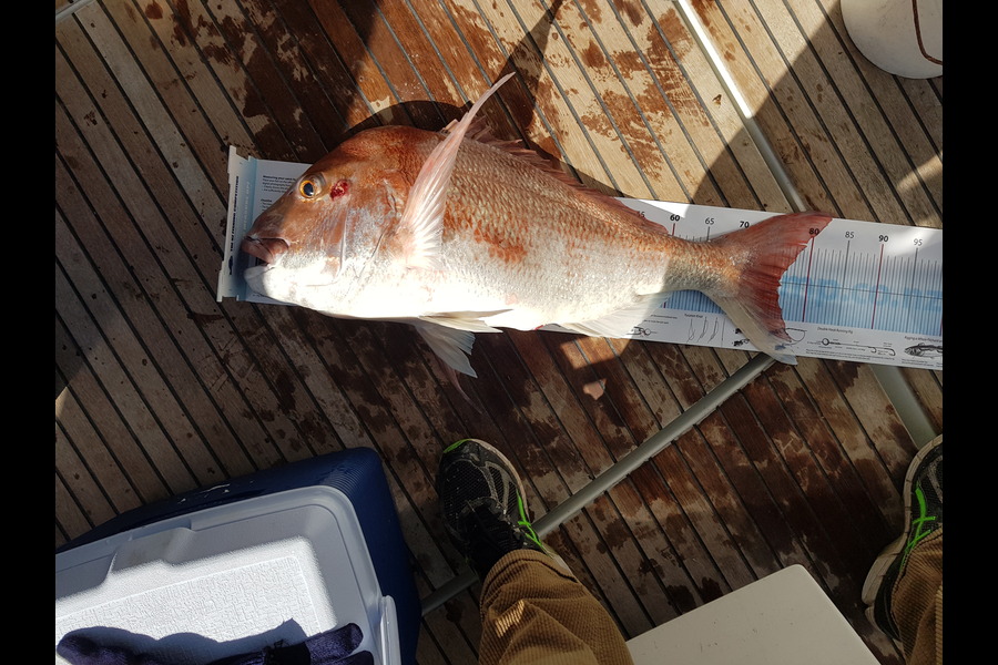 Chris Parkinson caught this 75.5cm Snapper at Inner Hauraki Gulf during The Export NZ Fishing Competition