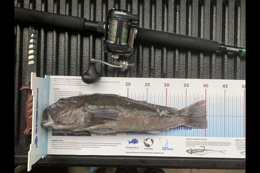 Tanya Canning caught this 40.0cm Blue Cod at Whanganui during The Export NZ Fishing Competition
