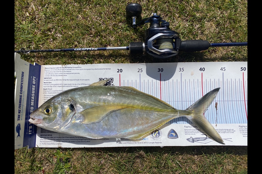 Ian Pedersen caught this 39.5cm Trevally at BOP during The Export NZ Fishing Competition