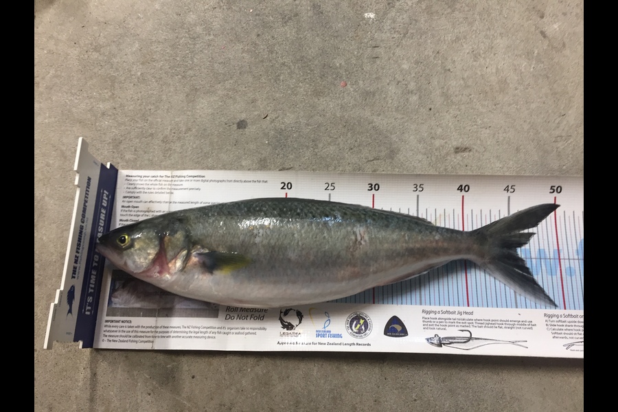 Scott Marriott caught this 45.5cm Kahawai at Wellington  during The Export NZ Fishing Competition