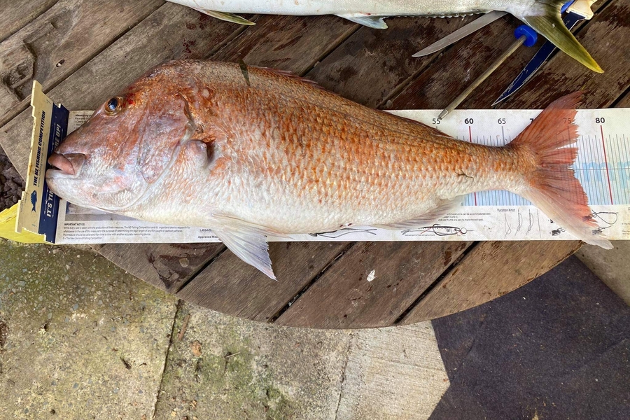Nathan  Pickery caught this 74cm Snapper at Whangaroa  during The Export NZ Fishing Competition