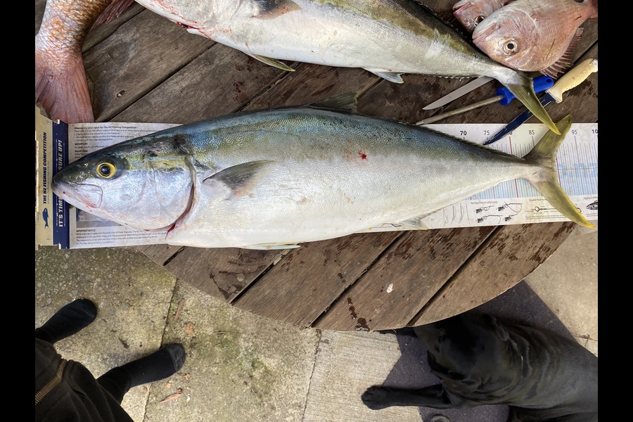 Kali Schimanski  caught this 89cm Kingfish at Whangaroa  during The Export NZ Fishing Competition