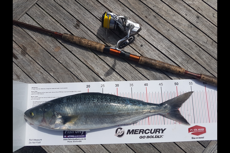 Andrew Wilson caught this 49.5cm Kahawai at Tiri during The Export NZ Fishing Competition