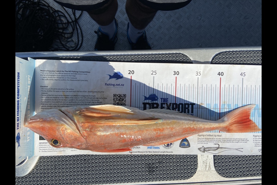 Manu Hay-Vega caught this 46.5cm Gurnard at New Plymouth  during The Export NZ Fishing Competition