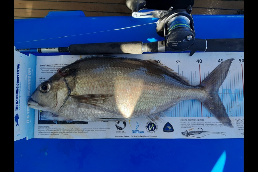 Lyle Hart caught this 44cm Tarakihi at BOP during The Export NZ Fishing Competition