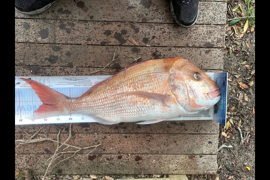 Grant Dixon caught this 71.0cm Snapper at Bream Bay during The Export NZ Fishing Competition