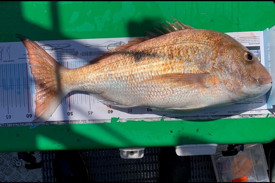 John Ra caught this 58.0cm Snapper at Mussel Farms, Coromandel during The Export NZ Fishing Competition