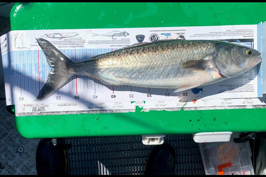 John Ra caught this 56.5cm Kahawai at Mussel Farms, Coromandel during The Export NZ Fishing Competition