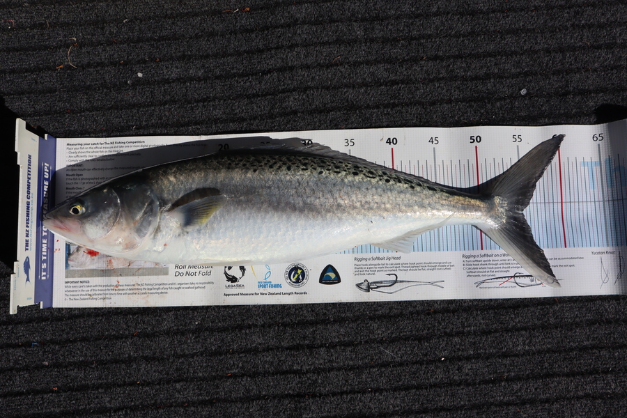 Mark Cotton caught this 55cm Kahawai at Tasman Bay during The Export NZ Fishing Competition