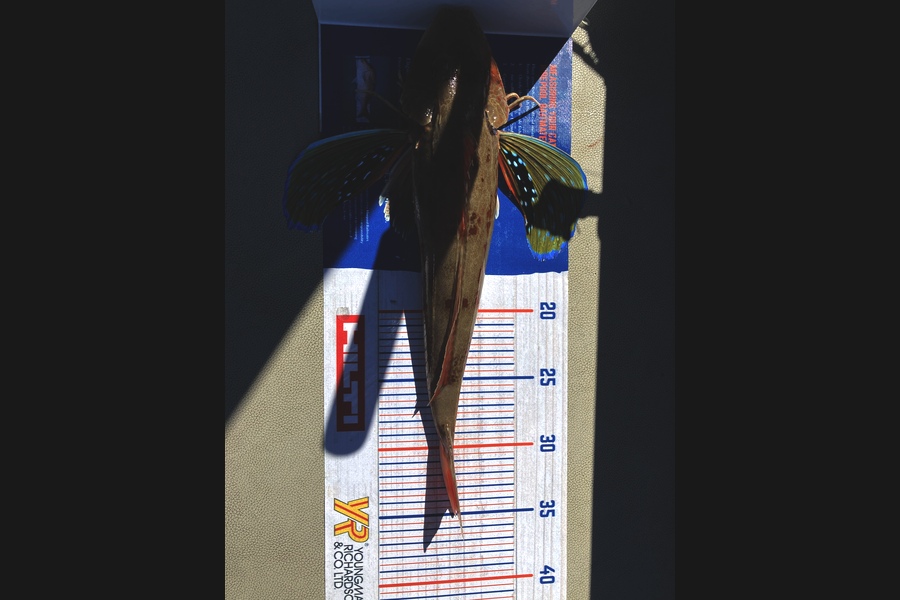 Riley Vette Blomquist caught this 34.5cm Gurnard at Mad Mile  during The Export NZ Fishing Competition