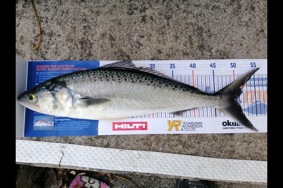 Steve Ryder caught this 50.0cm Kahawai at Manukau harbour  during The Export NZ Fishing Competition