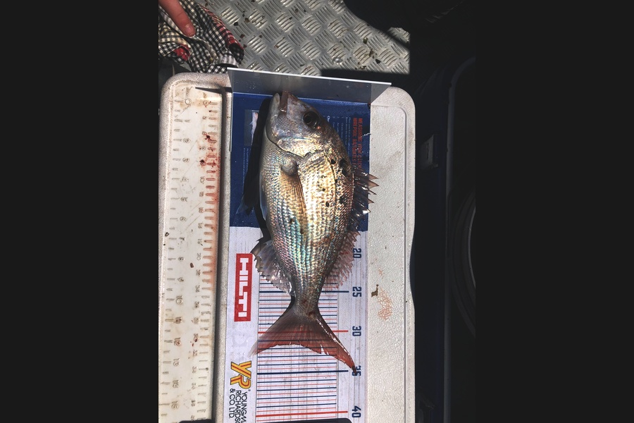 Blake Baird caught this 31.5cm Snapper at Pauanui during The Export NZ Fishing Competition