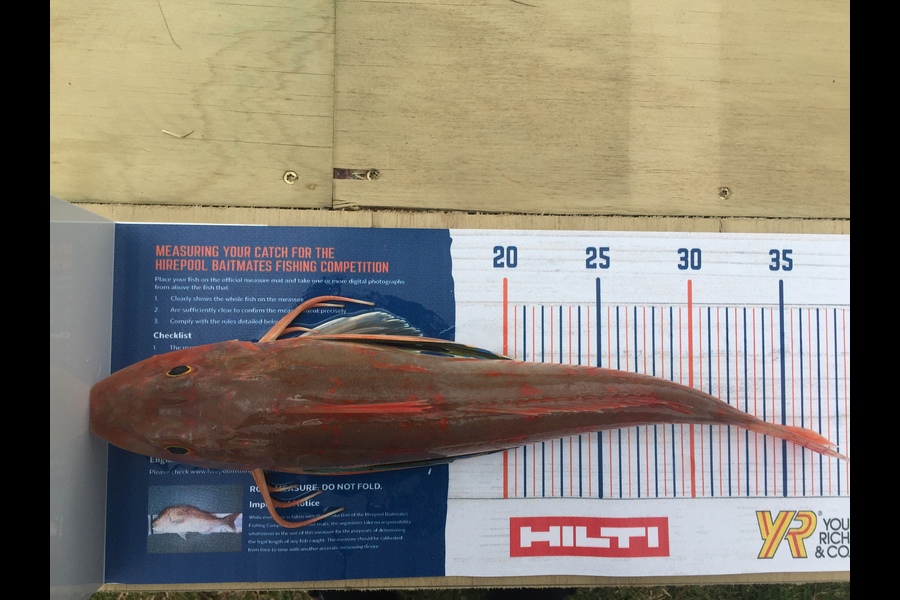 Blake Baird caught this 36.5cm Gurnard at Pauanui during The Export NZ Fishing Competition