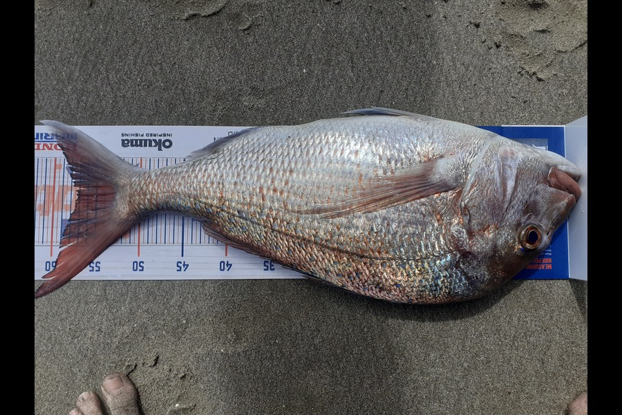 Alan Long caught this 57cm Snapper at Uretiti beach during The Export NZ Fishing Competition