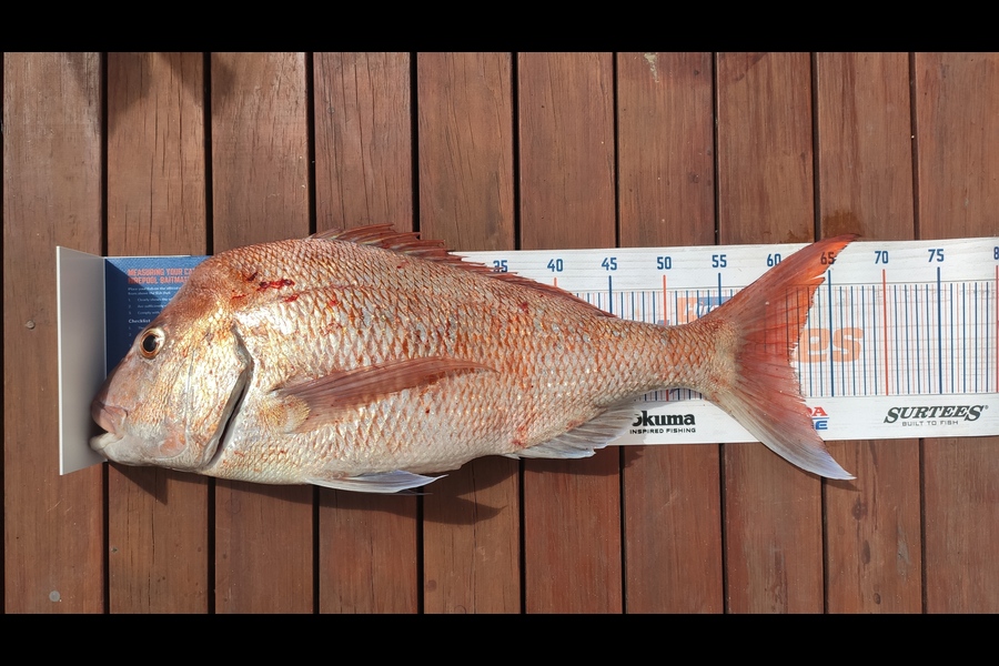 Jonathan Abiva caught this 61cm Snapper at Gulf Harbour during The Export NZ Fishing Competition