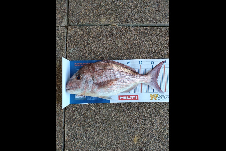 Sidney Correia do Rebeiro caught this 37cm Snapper at The Noises during The Export NZ Fishing Competition