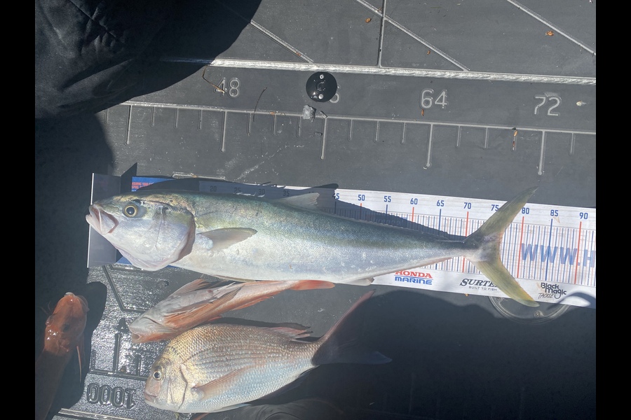 Karl Johnson caught this 76.0cm Kingfish at Hawkes Bay during The Export NZ Fishing Competition